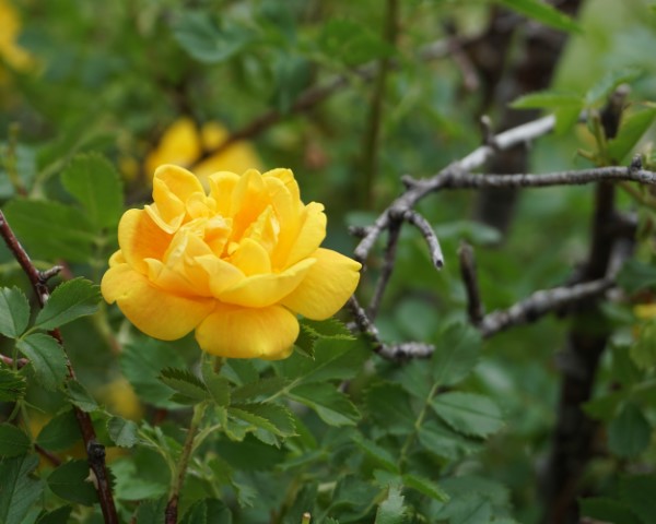 DSC01288