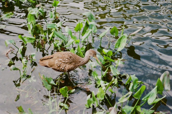 limpkin